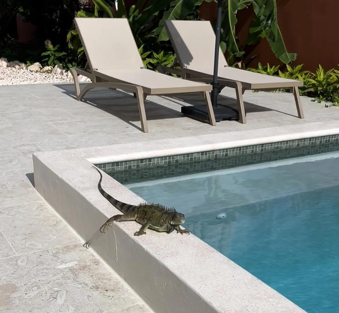 Terra77 Tropical Vacation Home, Private Garden, Pool, Parking And Bbq Willemstad 0*,  Curaçao
