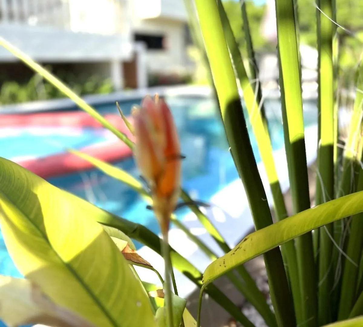 Lejlighed Terra77 Tropical Vacation Home, Private Garden, Pool, Parking And Bbq Willemstad Curaçao